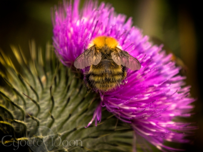 braveheart bee