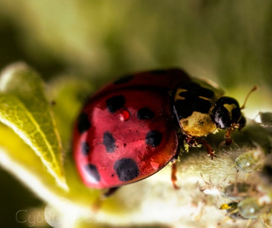 ladybug lunch
